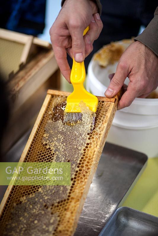 Préparation du miel à l'école Hollickwood. Éliminer le miel