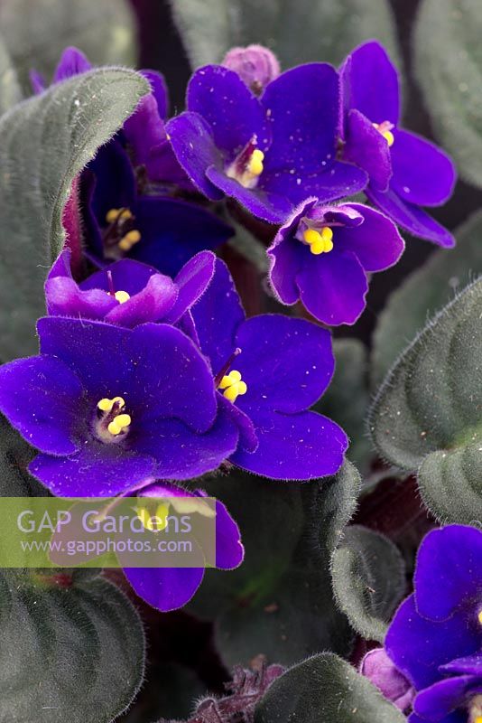 Saintpaulia - violette africaine.