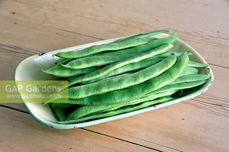 Haricots biologiques Polestar dans un plat en émail vintage sur une vieille table en pin