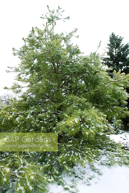 Picea orientalis 'Connecticut Turnpike' - épicéa du Caucase, également connu sous le nom d'épinette orientale, épicéa oriental dans la collection de conifères ornementaux Benenson au jardin botanique de New York