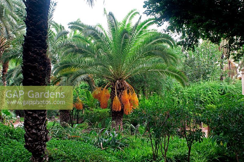 Phoenix dactylifera aux fruits dans un jardin exotique au Maroc