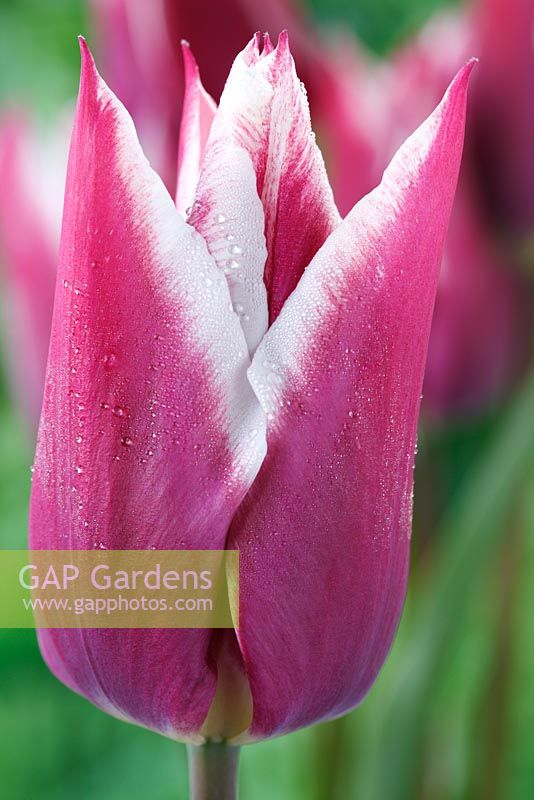 Tulipa 'Ballade' Groupe fleuri de Lys