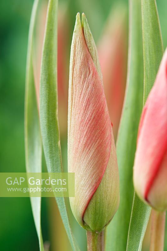 Tulipa linifolia - Tulipe à feuilles de lin