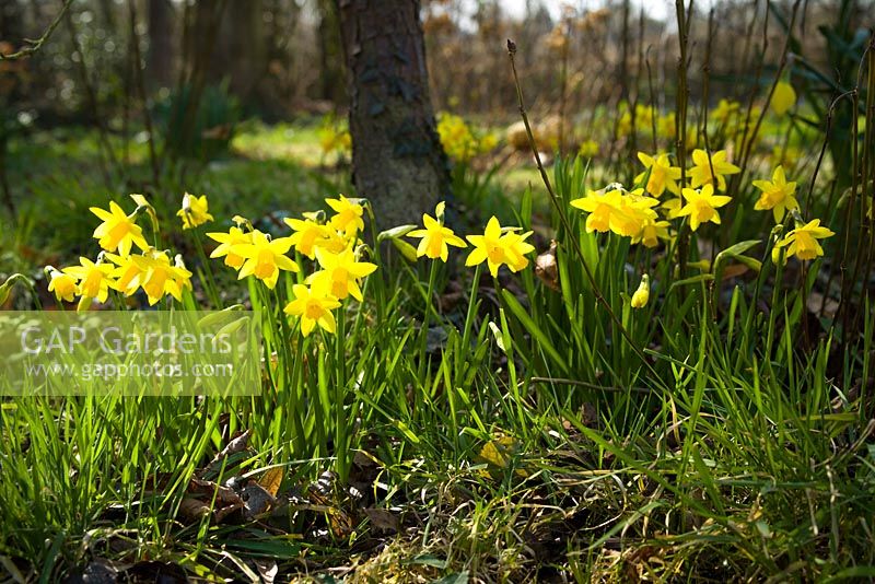 Narcissus Tete-a-Tete - Jonquilles poussant à la base d'un arbre au printemps