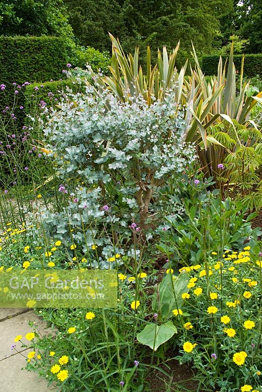 Croissance précoce d'Eucalyptus gunnii tabouret avec Phormium 'Sundowner' et Chrysanthemum segetum, Corn marigold, dans le jardin exotique de Great Dixter