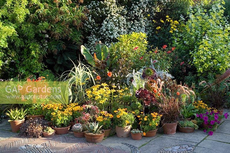 Affichage en pot dans le jardin en mosaïque de Great Dixter. Agaves, Ensete, rudbeckias, graminées, salvias et aeoniums