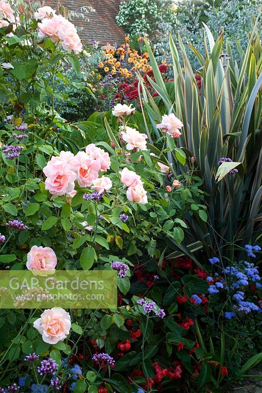 Rosa 'Chanelle' dans le jardin exotique de Great Dixter avec Phormium 'Sundowner' et Ageratum houstoniarum 'Blue Horizon'