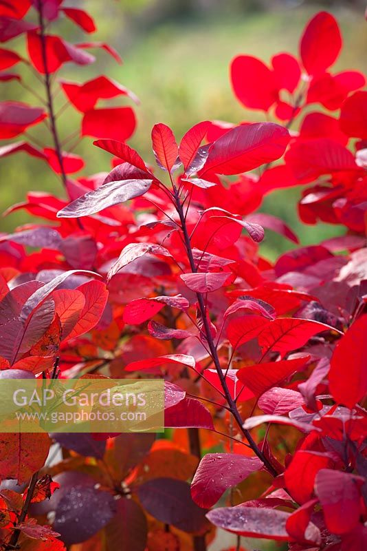 Cotinus 'Grace' en couleur d'automne. Buisson de fumée