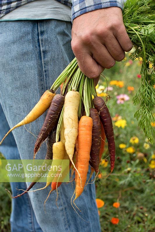 Homme tenant des carottes fraîchement récoltées de différentes couleurs