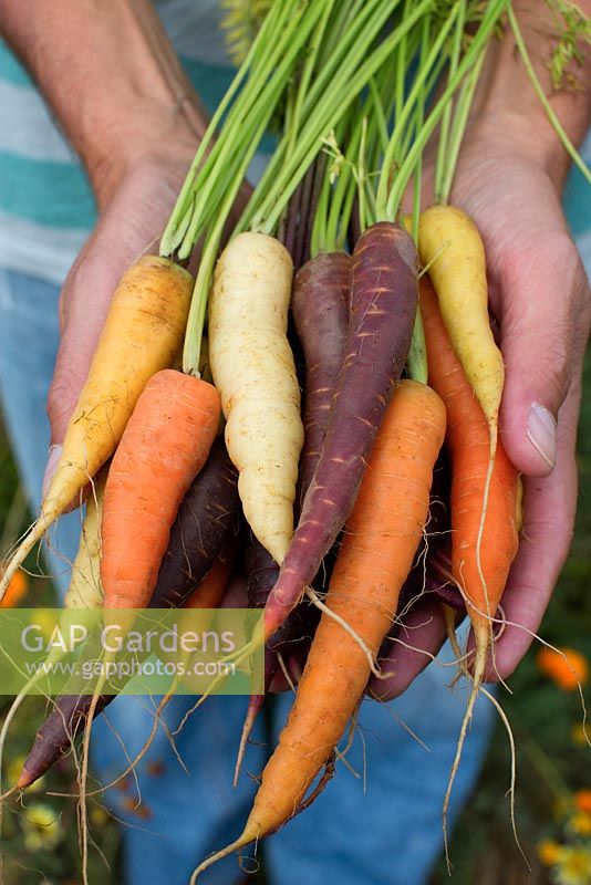 Tenir des carottes fraîchement récoltées de différentes couleurs
