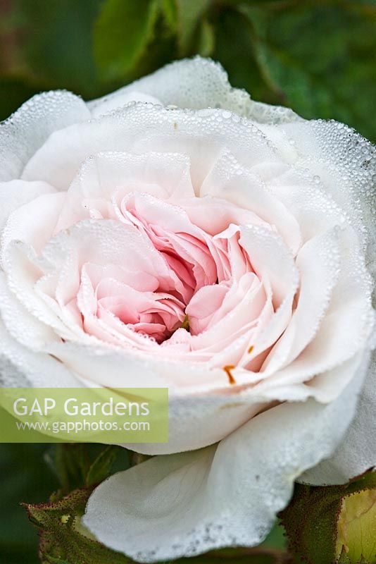 Rosa 'Souvenir de la Malmaison '. Llanllyr Garden, Talsarn, Pays de Galles. Welsh Historic Garden Grade II. June. The Rose Flowerbeds.