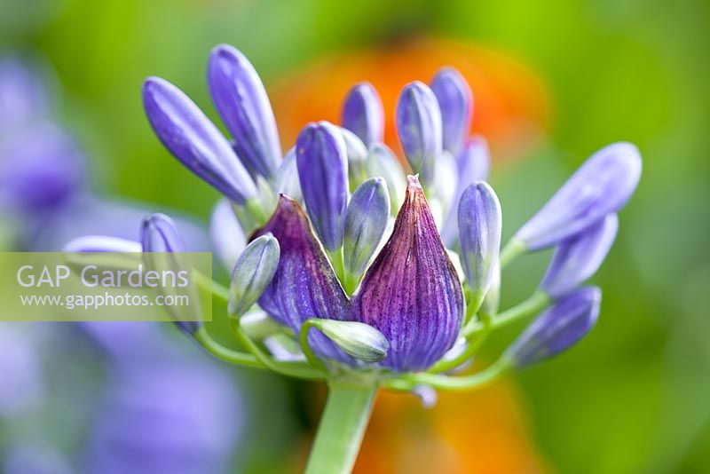 Agapanthus Gayle's Lilac, Lily-of-the-Nile, lis africain, Love Flower
