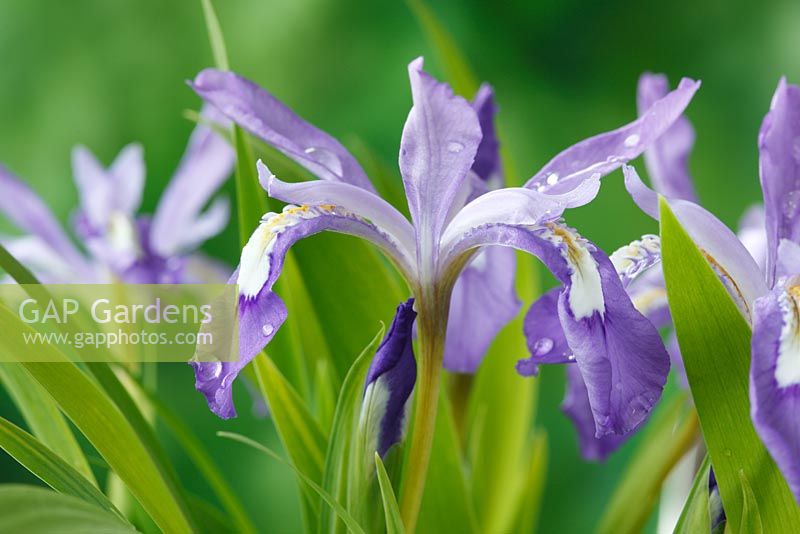 Iris cristata - iris à crête naine calamus de Dame, mai