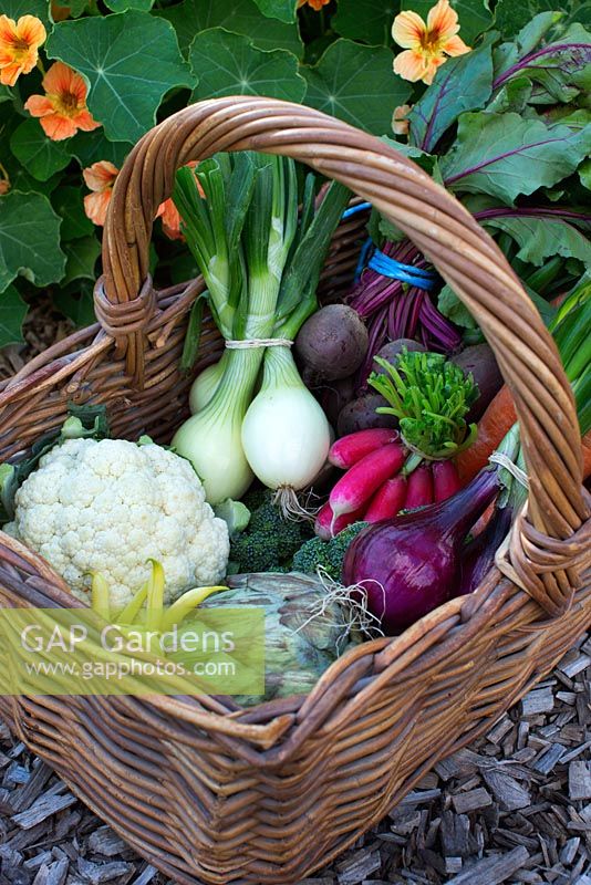 Panier avec des légumes biologiques, y compris le radis, le chou-fleur, l'oignon rouge et blanc, les carottes, l'artichaut et la betterave