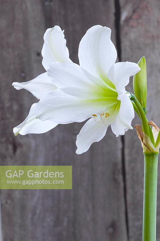 Hippeastrum 'Déesse verte '