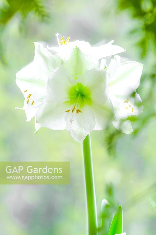 Hippeastrum 'Déesse verte'