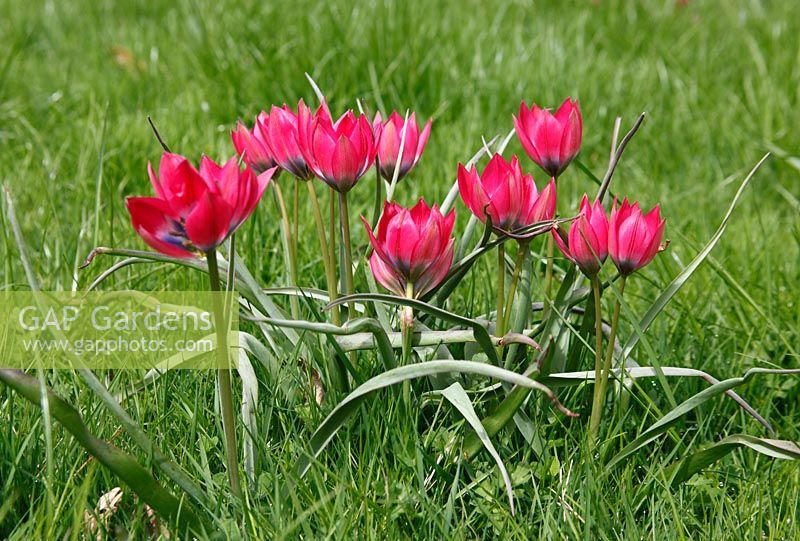 Tulipa hageri 'Petite beauté'