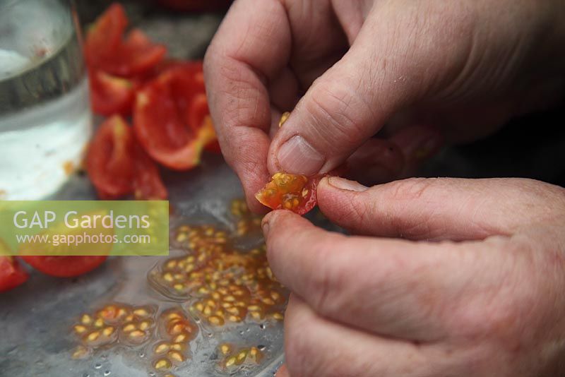 Sauvegarde des graines de tomate étape 2 - Séparez les graines de la chair