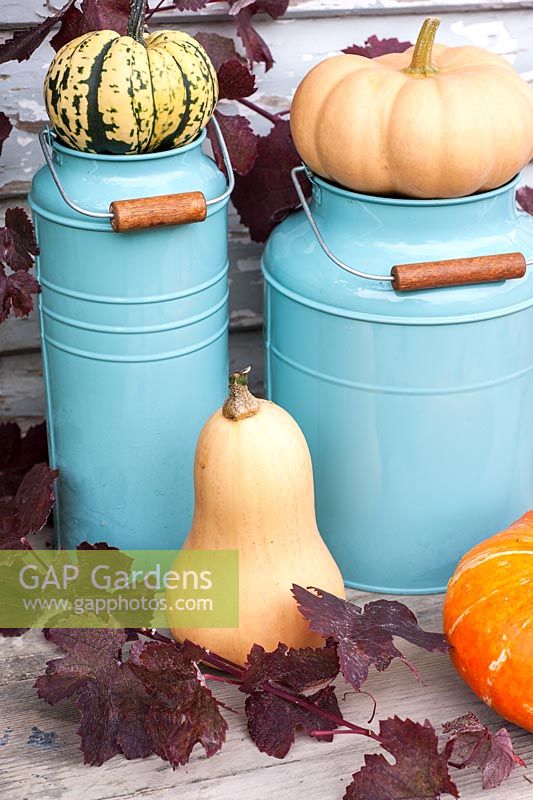 Courges disposées de façon décorative avec des pots en émail bleu. 'Couronne d'automne', noyer cendré 'noyer cendré' et 'arlequin'