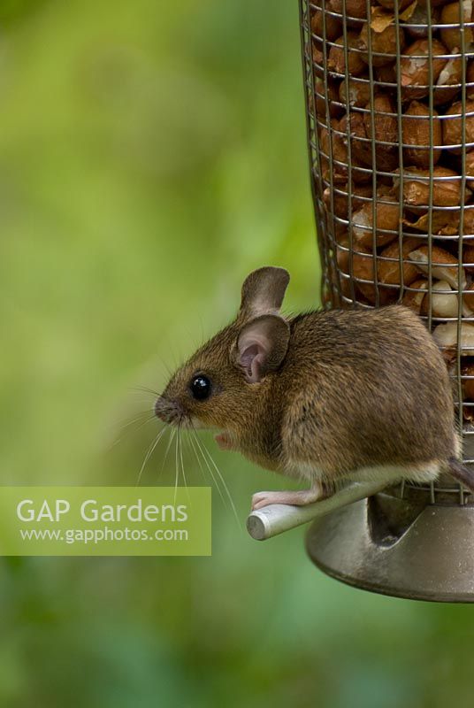 Apoclimus syvaticus - Souris des bois sur mangeoire à oiseaux de jardin