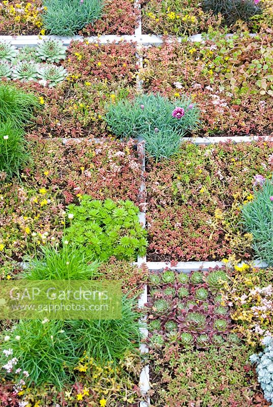 Jardin sur le toit contemporain planté de plantes succulentes, Armeria et Dianthus dans le 'The Bombe' - RHS Tatton Flower Show 2012