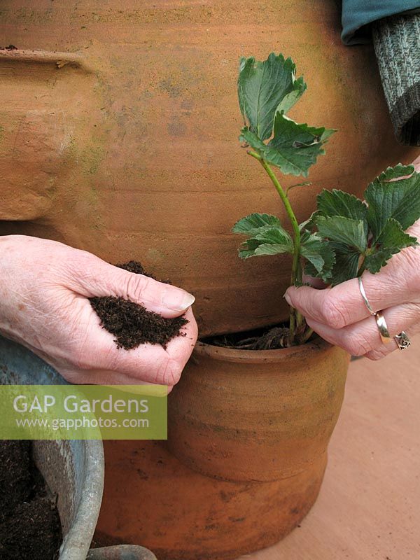 Planter des plants de fraises à racines nues dans les poches latérales du pot de fraises - Projet de pot étape par étape. Pot de fraises en terre cuite de la plantation à la récolte. Étape 4.