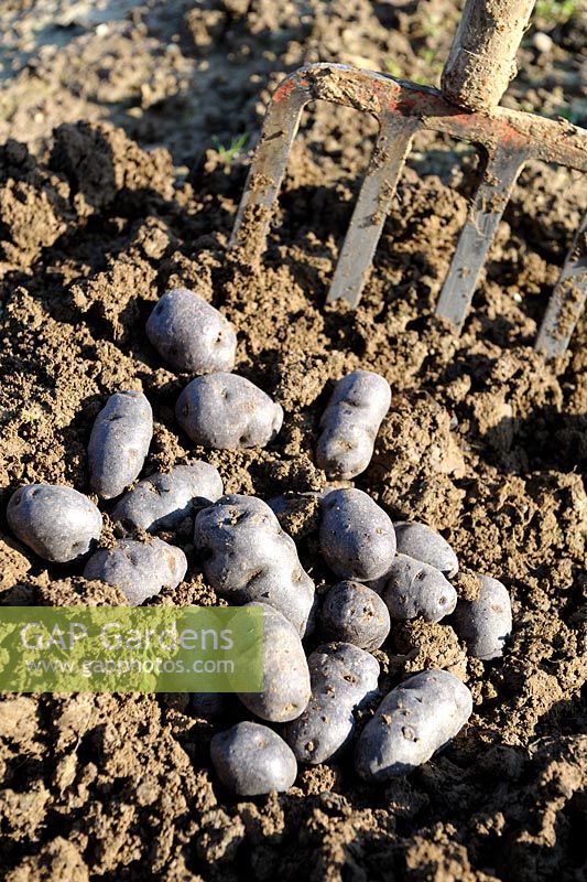 Récolte de pommes de terre 'Vitelotte'