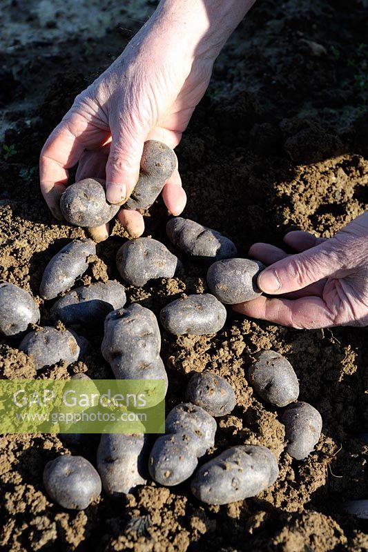 Pommes de terre fraîchement récoltées 'Vitelotte'