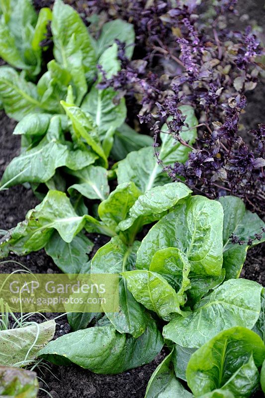 Cichorium intybus - Chicorée 'Grumolo Verde' et Basilic Violet