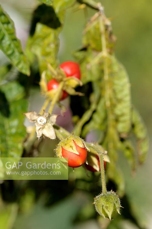 Solanum sisymbriifolium - Fruits collants de la morelle