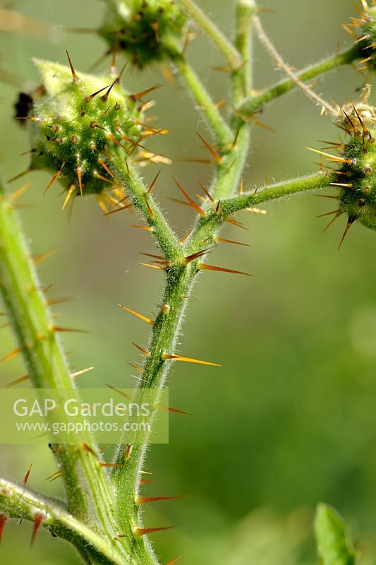 Solanum sisymbrifolium - Tige collante de nuit avec épines
