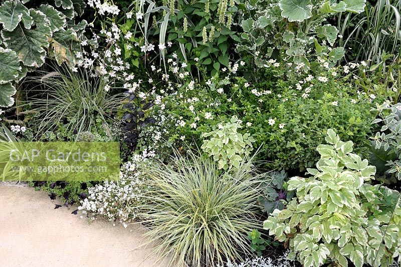 Brassica oleracea 'Joseph Coterel Creme Chantilly', Nicotiana et Herbe en parterre de fleurs