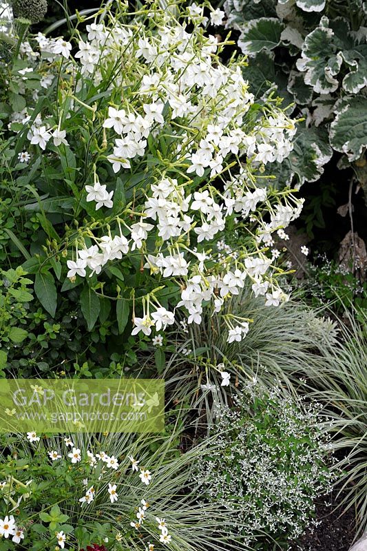 Nicotiana alata avec Bidens ferulifolia 'Pirate's Pearl' et Euphorbia 'Diamond Frost' en parterre de fleurs vert et blanc