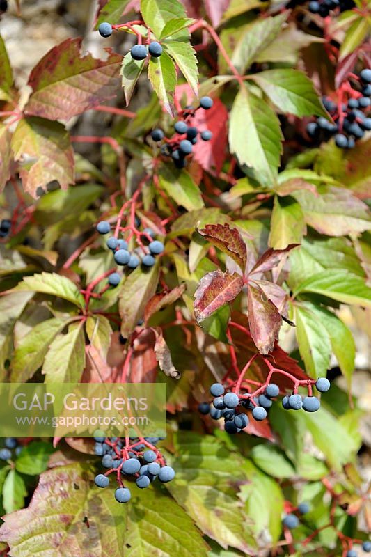 Parthenocissus quinquefolia - Virginia Creeper au début de l'automne avec les baies et le feuillage devenant rouge