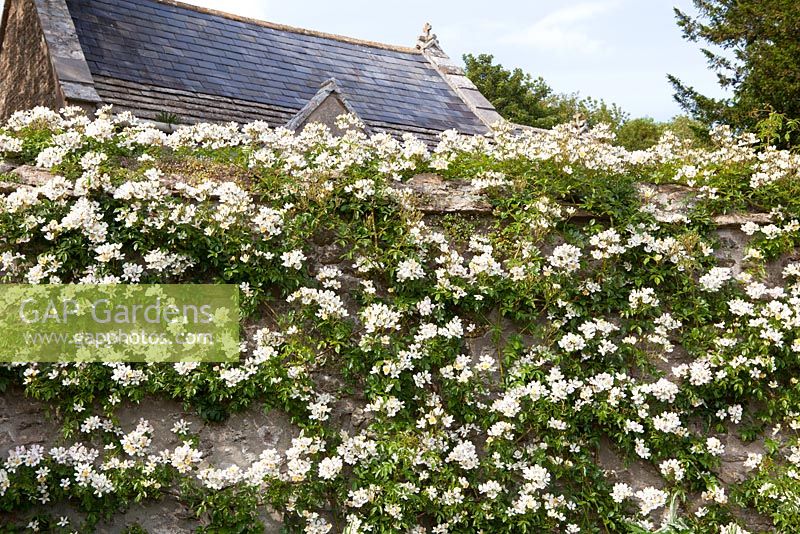 Rosa 'Wedding Day' de plus en plus sur le mur de pierre.