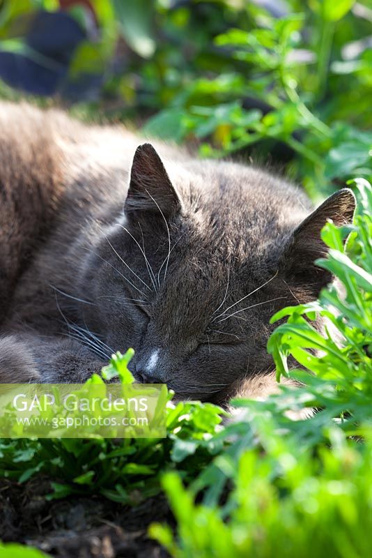 Chat dormant parmi les feuilles de salade