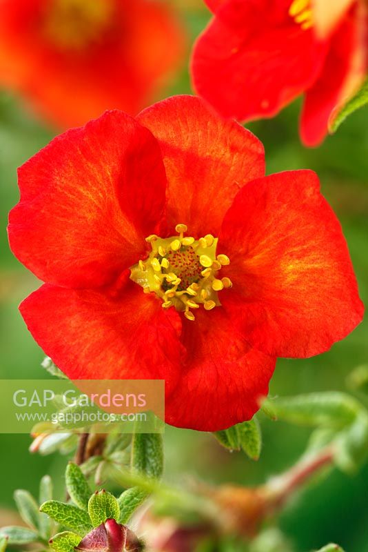 Potentilla fruticosa 'Red Ace' - Potentille arbustive, mai
