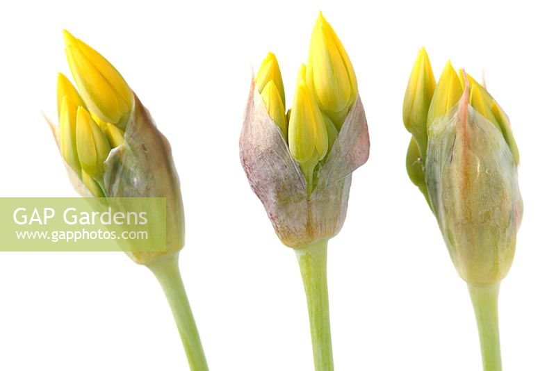 Allium moly - Ail aux fleurs dorées