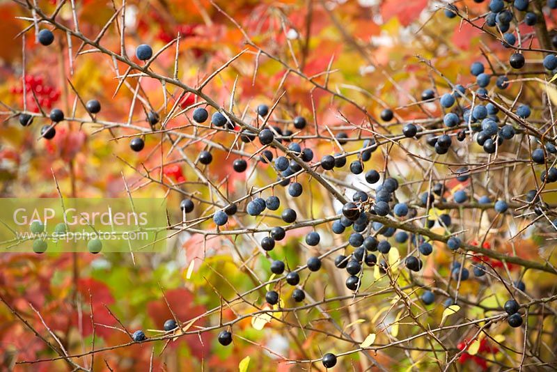 Prunus spinosa - Prunelles en automne - Prunellier