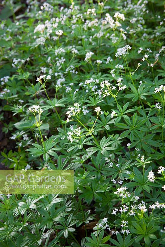 Galium odoratum - Woodruff doux dans une forêt.