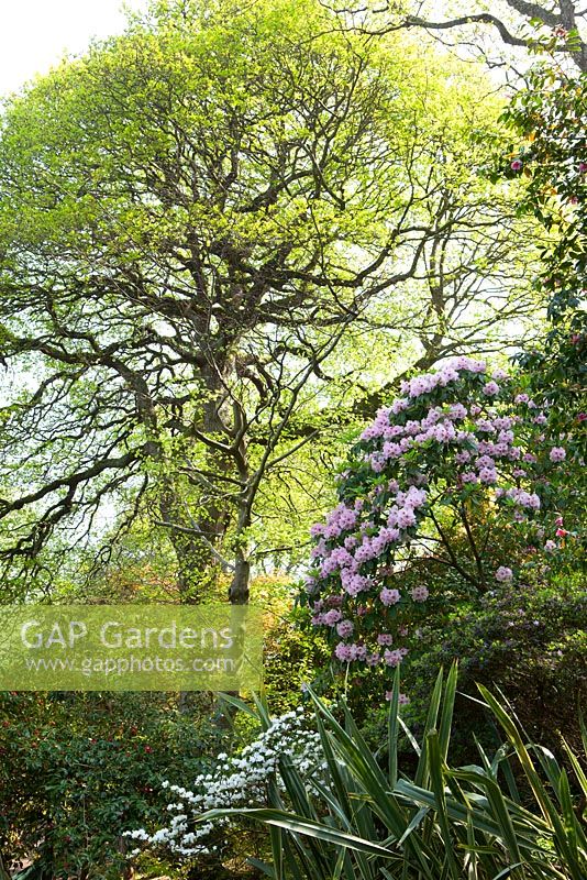 Rhododendron x decorum Greencombe Gardens, Somerset