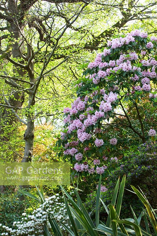 Rhododendron x decorum Greencombe Gardens, Porlock, Somerset