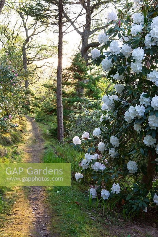 Chemin à travers bois au jardin de Greencombe dans la lumière du soir avec Rhododendron 'Loder's White' au premier plan