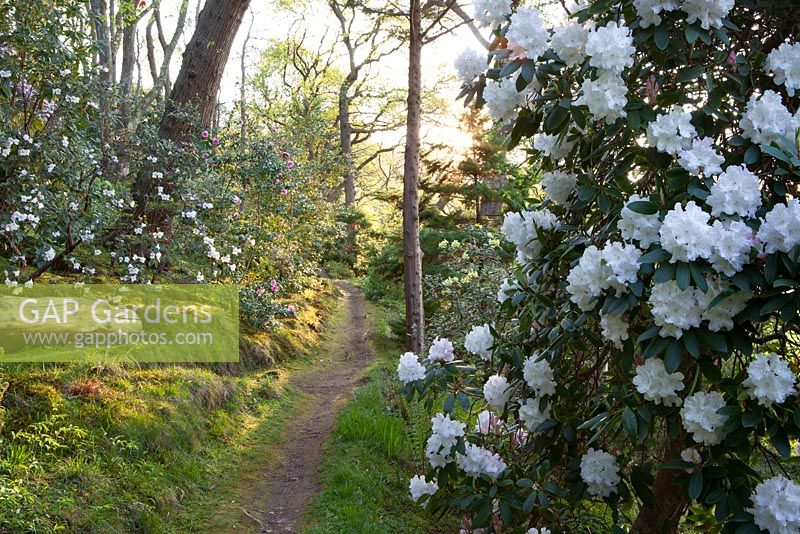 Chemin à travers bois au jardin de Greencombe dans la lumière du soir avec Rhododendron 'Loder's White' au premier plan