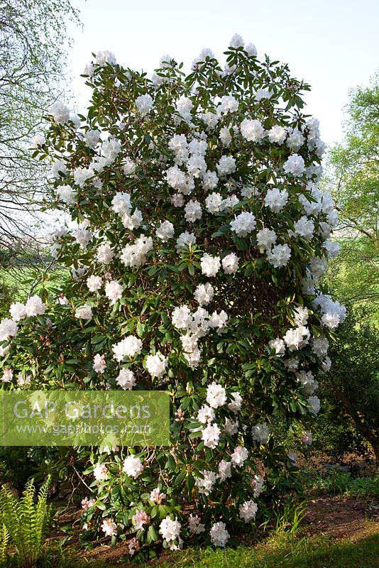 Rhododendron 'Loder's White'