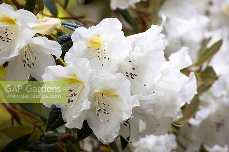 Rhododendron johnstoneanum (double)