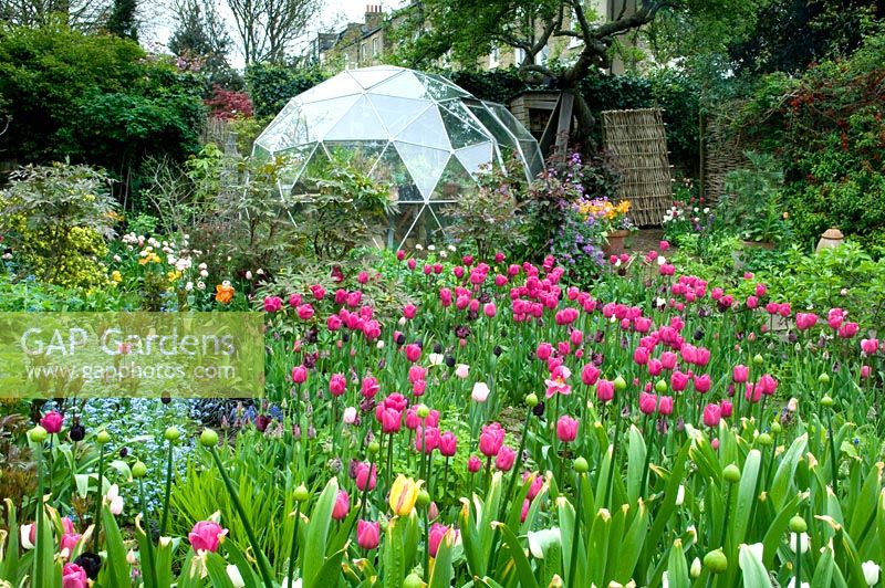 Jardin de printemps avec Tulipa 'Barcelona' et dôme géodésique