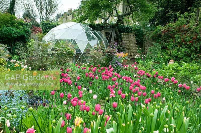 Jardin de printemps avec Tulipa 'Barcelona' et dôme géodésique