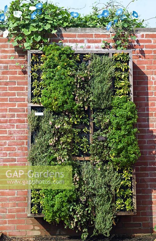 Mur suspendu de plantes comestibles dont Origanum rotundifolia x scabrum 'Kent Beauty', Capsicum annuum var. annuum 'Salsa Orange', Thymus vulgaris 'Silver edge' et Petroselinum crispum 'Krausa '.