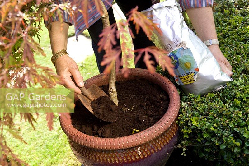 Garnir un pot d'Acer palmatum var. dissectum avec du marc de café comme paillis